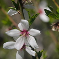 almond blossoms2010d10c038.jpg